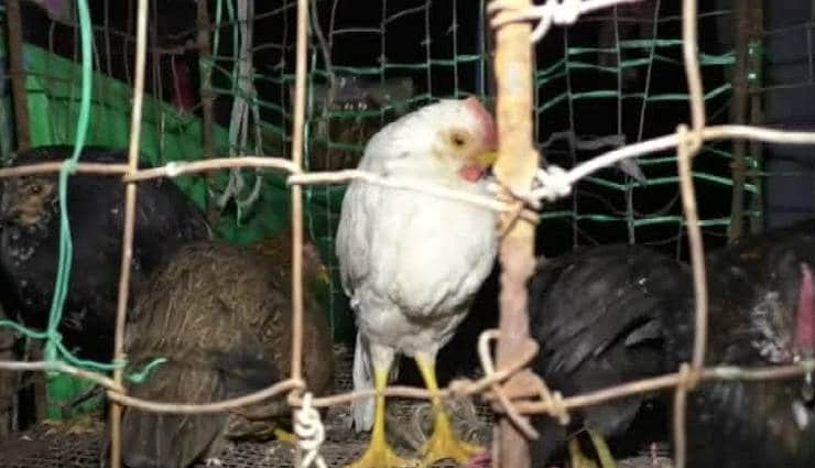 weird news in hindi,mahdya pradesh,tantrik mela,fair