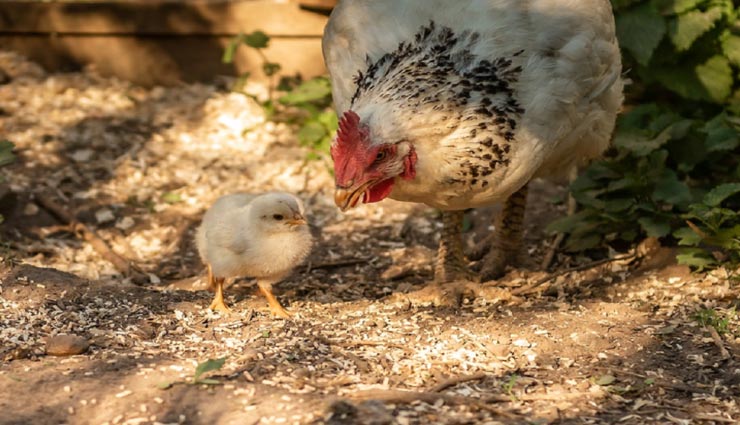 OMG!! मुर्गी ने बिना अंडे के चूजे को दिया जन्म
