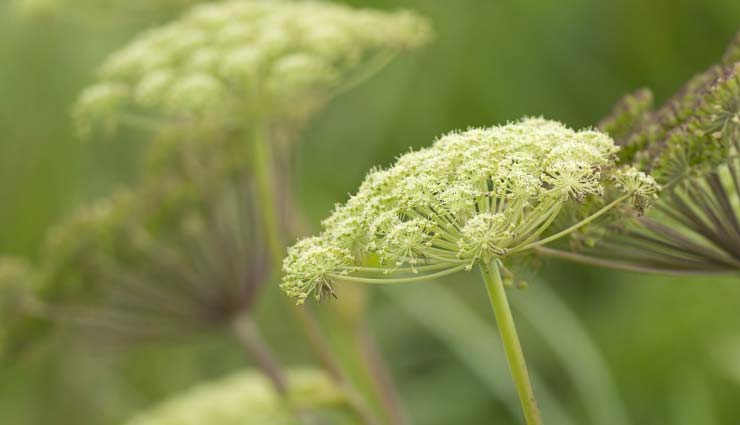 4 Herbs You Can Use as Natural Birth Control