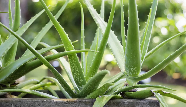 herbs for skin care,best herbs for glowing skin,medicinal herbs for skin,skincare herbs to grow,natural herbs for beauty,homegrown herbs for skin,herbs to grow for skincare,anti-aging herbs for skin,herbal remedies for skin,diy herbal skincare,organic herbs for skin health,fresh herbs for skincare,garden herbs for beauty,natural skincare plants,best herbs for clear skin