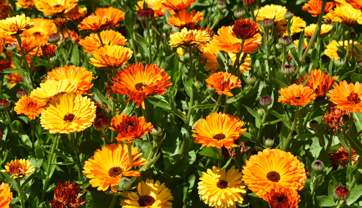 herbs for skin care,best herbs for glowing skin,medicinal herbs for skin,skincare herbs to grow,natural herbs for beauty,homegrown herbs for skin,herbs to grow for skincare,anti-aging herbs for skin,herbal remedies for skin,diy herbal skincare,organic herbs for skin health,fresh herbs for skincare,garden herbs for beauty,natural skincare plants,best herbs for clear skin