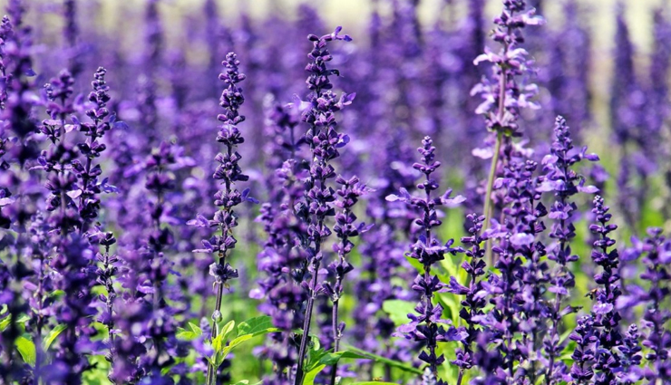 herbs for skin care,best herbs for glowing skin,medicinal herbs for skin,skincare herbs to grow,natural herbs for beauty,homegrown herbs for skin,herbs to grow for skincare,anti-aging herbs for skin,herbal remedies for skin,diy herbal skincare,organic herbs for skin health,fresh herbs for skincare,garden herbs for beauty,natural skincare plants,best herbs for clear skin