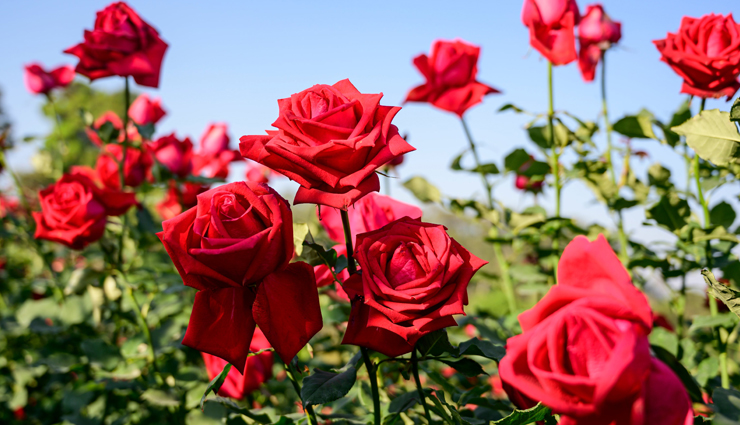 herbs for skin care,best herbs for glowing skin,medicinal herbs for skin,skincare herbs to grow,natural herbs for beauty,homegrown herbs for skin,herbs to grow for skincare,anti-aging herbs for skin,herbal remedies for skin,diy herbal skincare,organic herbs for skin health,fresh herbs for skincare,garden herbs for beauty,natural skincare plants,best herbs for clear skin