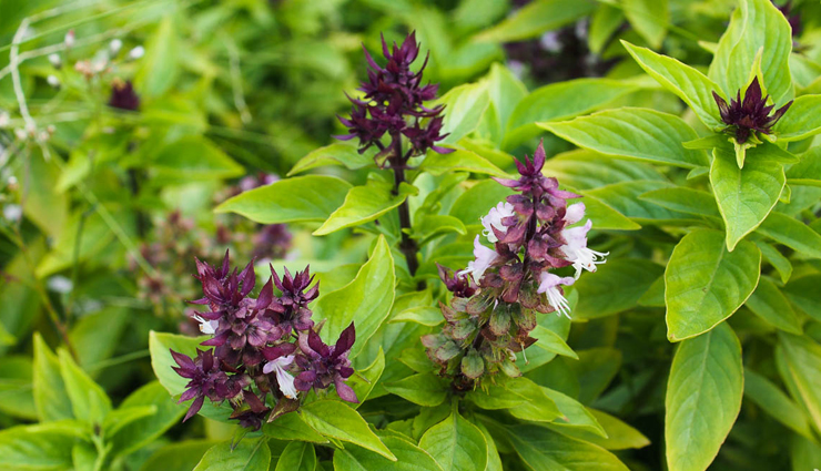 herbs for skin care,best herbs for glowing skin,medicinal herbs for skin,skincare herbs to grow,natural herbs for beauty,homegrown herbs for skin,herbs to grow for skincare,anti-aging herbs for skin,herbal remedies for skin,diy herbal skincare,organic herbs for skin health,fresh herbs for skincare,garden herbs for beauty,natural skincare plants,best herbs for clear skin