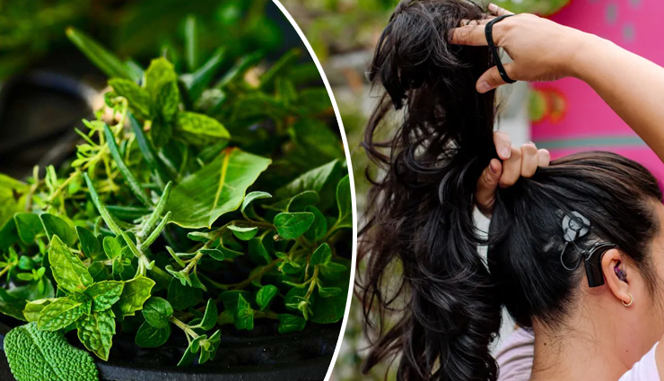 6 Herbs You Can Try For Hair Growth