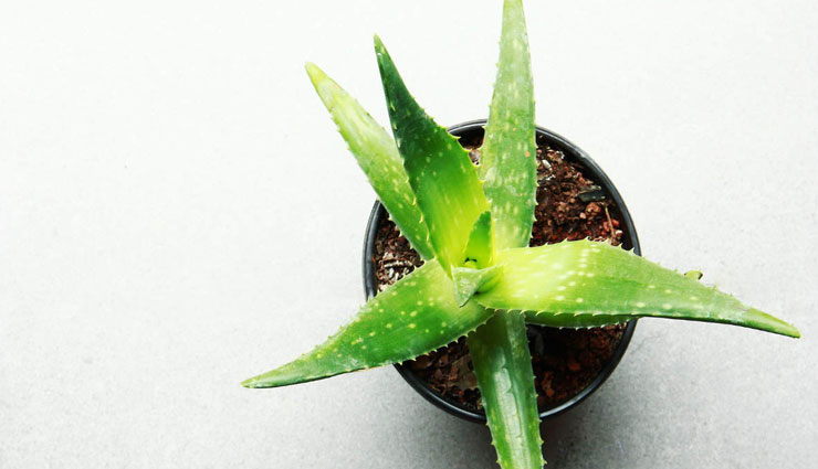 hair loss,home remedies for hair loss,herbs for hair loss,home remedies,hair care tips,beauty tips