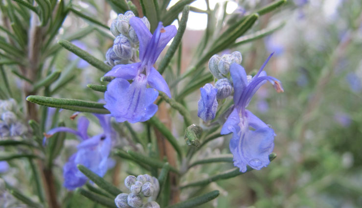 hair loss,home remedies for hair loss,herbs for hair loss,home remedies,hair care tips,beauty tips