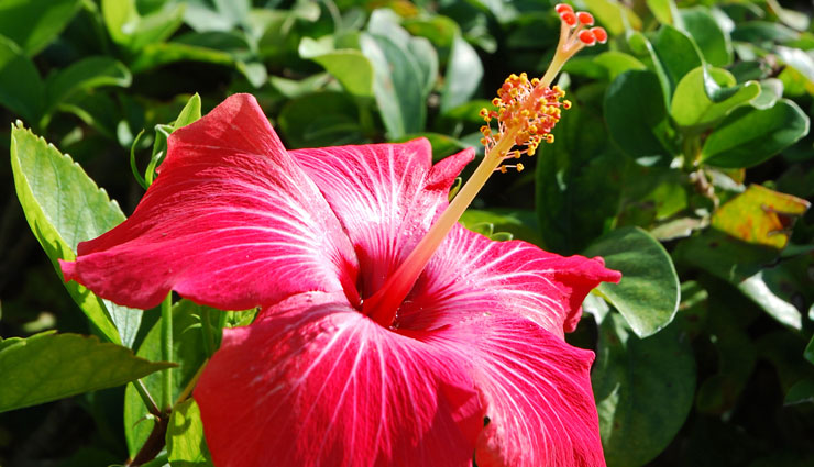 hair loss,home remedies for hair loss,herbs for hair loss,home remedies,hair care tips,beauty tips