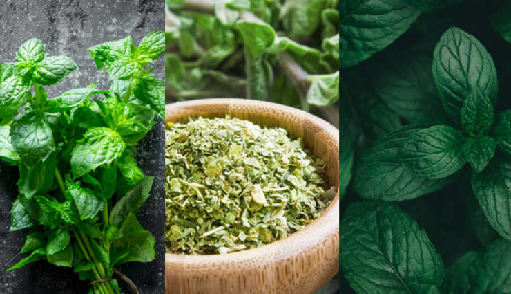 herbs for weight gain,weight gain tips,Health tips,fitness tips,cannabis,chamomile,blessed thistle,gentian,dandelion root