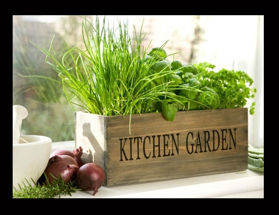 5 Herbs That You Must Have in Your Kitchen