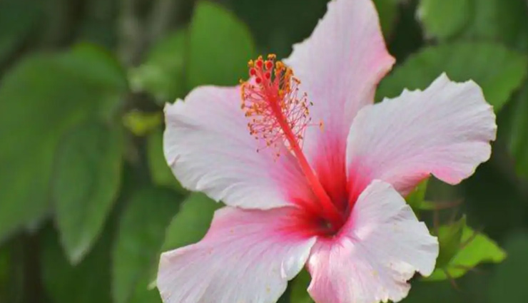 hair wash,shikakai,hibiscus,aloe vera,rice water,besan,natural cleansers for hair,hair care tips,summer hair tips,beauty tips