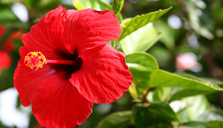 hair loss,hair loss treatment,home remedies to treat hair loss,hair loss home treatment,beauty remedies,beauty hacks