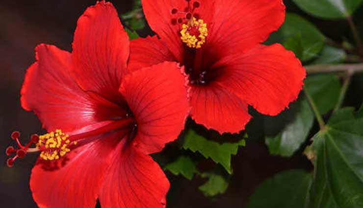 hair growth,hibiscus for hair growth,hair care tips,hair growth tips,beauty tips