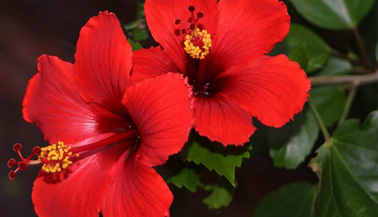 5 Benefits of Using Hibiscus for Hair 