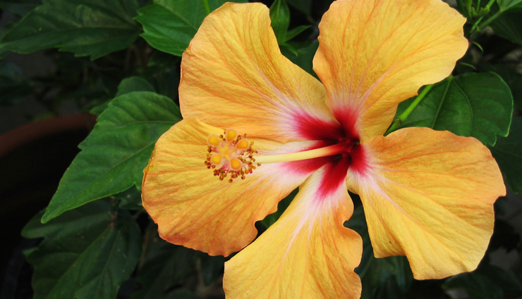 6 Ways To use Hibiscus Flower and Leaves for Hair Care 