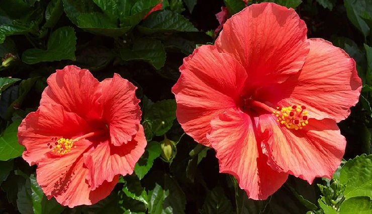 natural hair dye,herbal hair color,diy hair color,chemical-free hair dye,kitchen remedies for hair,home remedies for hair color,herbal hair care,hair coloring at home,natural hair shine,hair conditioning herbs