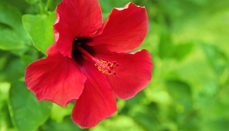 hair growth,hibiscus for hair growth,hair care tips,hair growth tips,beauty tips