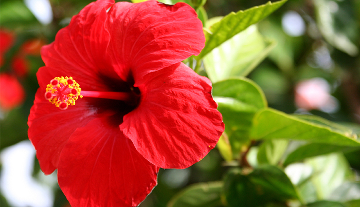 hair fall treatment,home remedies,natural hair care,healthy hair,scalp care,hair growth,herbal treatments,diy hair care,hair loss prevention,self-care,hair fall,home remedies,control,natural,environmental pollution,lack of hair care,unhealthy diet,illnesses,genetics,fenugreek seeds,methi seeds,nicotinic acid,hair growth,coconut oil,aloe vera,ph level,dandruff,onion juice,blood circulation,antibacterial,greek yogurt,pro-biotics,vitamin b5,protein,amla,indian