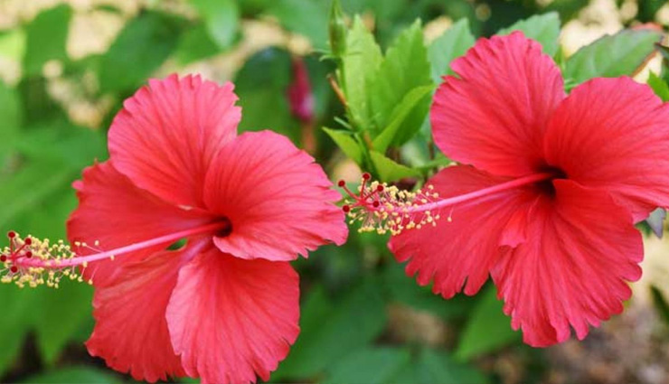 hair loss prevention herbs,herbs for promoting hair growth,natural remedies for hair loss,herbal solutions for hair health,ayurvedic herbs for hair care,henna benefits for hair,wild basil for hair loss treatment,shikakai hair cleansing benefits,amla for healthy hair growth,rosemary for hair growth stimulation,ginkgo biloba for scalp circulation,hibiscus for scalp and hair nourishment,ginseng for hair strengthening,aloe vera for scalp health,giant dodder benefits for hair,false daisy (bhringraj) for hair growth,herbal remedies for alopecia,natural hair care with herbs,effective herbs for combating hair thinning,ayurvedic herbs for hair regrowth