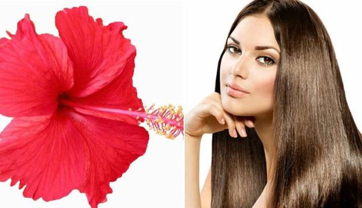 beauty tips,hair tips,hair benefit,simple beauty tips,hair care tips ,गुडहल का फुल,बालों का झड़ना,ब्यूटी,ब्यूटी टिप्स