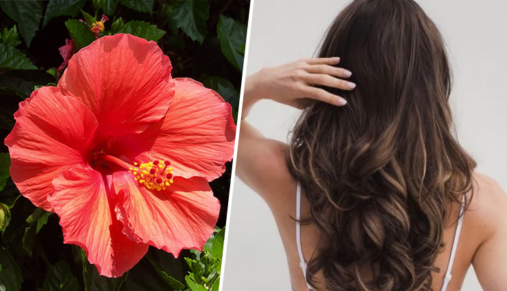 9 DIY Ways to Use Hibiscus for Healthy Hair 