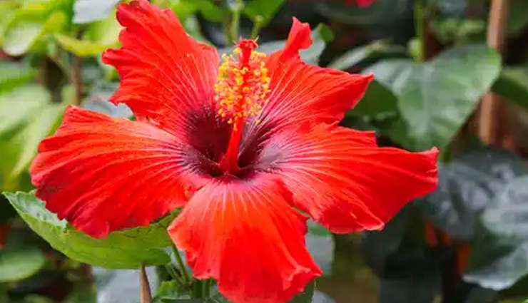 silky long hair,home remedies for silky hair,tips to get silky strong hair,oil massage,coconut cream mask for dry hair,curry leaves pack for greying falling hair,potato hair pack for hair loss,black pepper hair growth stimulation mask,hibiscus pack for strengthening roots,hair care tips,healthy hair care tips,beauty tips,beauty news