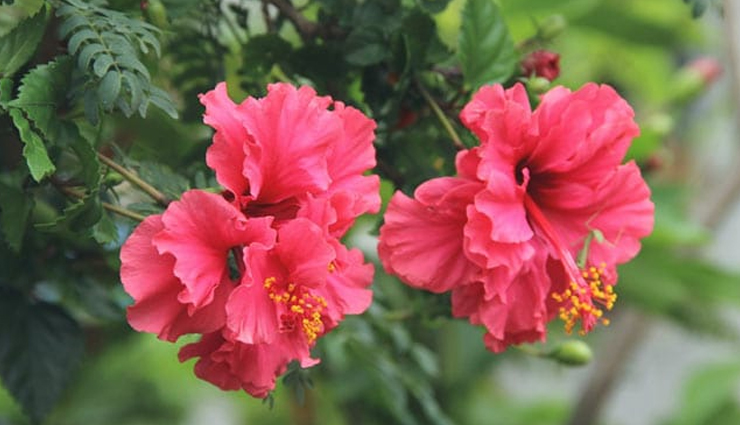 high blood pressure,herbs to control high blood pressure,spices to control high blood pressure,Health tips,fitness tips