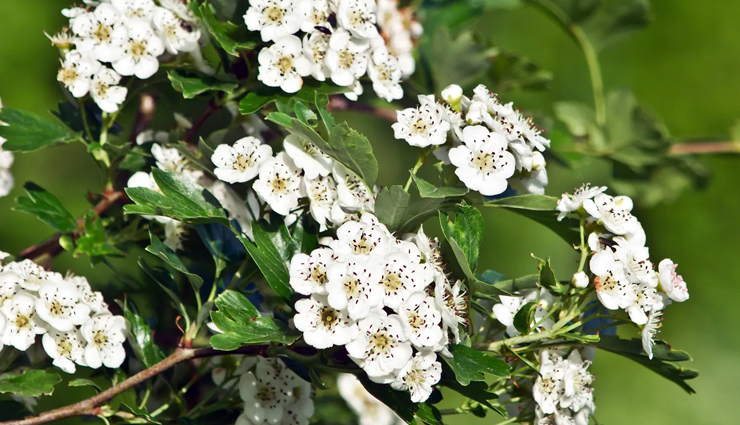 high blood pressure,herbs to control high blood pressure,spices to control high blood pressure,Health tips,fitness tips