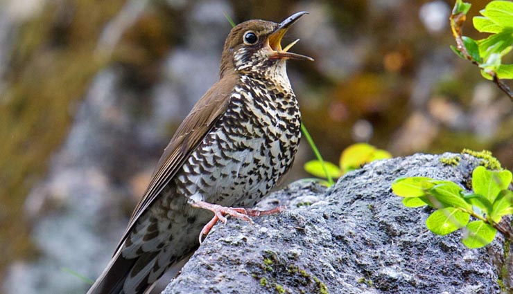 5 new wild species discovered in india,khaire black shieldtail,himalayan forest thrush,indian dancing tadpole,red forest crab,chiraharitae termite