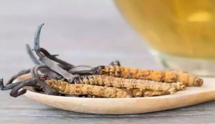 आखिर क्या हैं इस कीड़े की खासियत, बिकता है 20 लाख रुपए प्रति किलो में