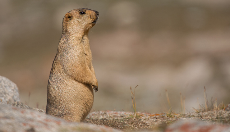 himalayan wildlife,leh ladakh,wildlife,snow leopard,bacterian camel,wild yak,marmot,brown bear