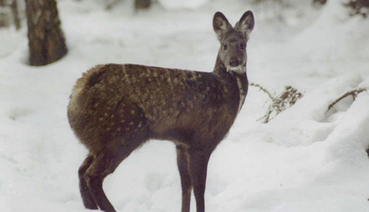 5 Himalayan Wildlife Found in Leh Ladakh