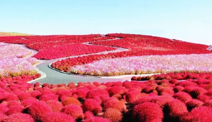 pink destinations around the world,pink travel spots,jaipur pink city,keukenhof tulip gardens,lake hillier pink lake,riomaggiore cinque terre,hitachi seaside park,craigievar castle,tân Định church,hundertwasser green citadel,pink tourist attractions