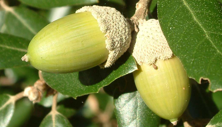 acorn types and varieties,different kinds of acorns to recognize,acorn classifications and species,acorn diversity: types to be aware of,identifying various acorn variations,acorn kinds and their characteristics,understanding acorn diversity and types,types of acorns to familiarize with,exploring acorn varieties and classifications,different acorn species and their traits
