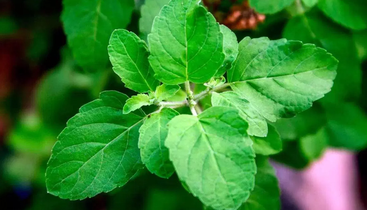 females health,infertility in females,home remedies to treat infertility in females,females health,females health problem,Health tips,healthy living