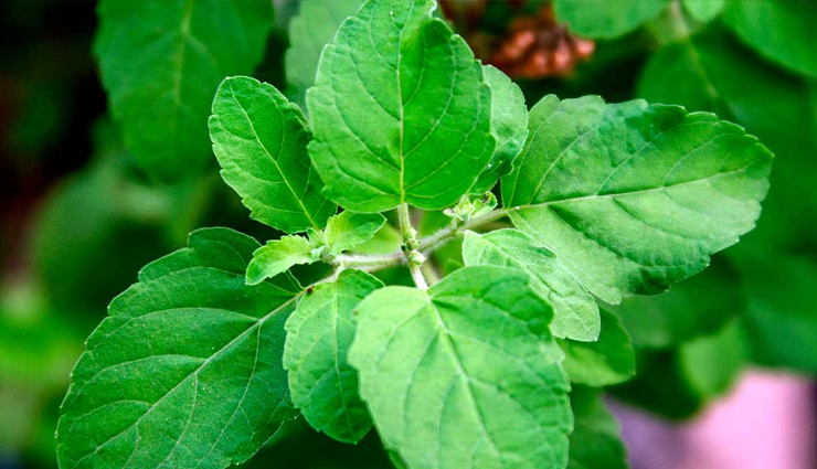 16 home remedies for bad breath,activated charcoal for bad breath,at home remedies for bad breath,bad breath,bad breath after drinking,bad breath after drinking water,bad breath after eating,bad breath and body odor,bad breath and dry mouth,bad breath cause,bad breath causes and cures,bad breath causes and remedies,bad breath causes and treatment,bad breath cure,bad breath cure at home,bad breath dry mouth,bad breath eliminator,bad breath foods,bad breath from mouth,bad breath from mouth home remedies