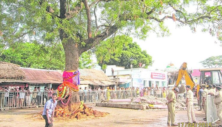 holy neem tree,odisha
