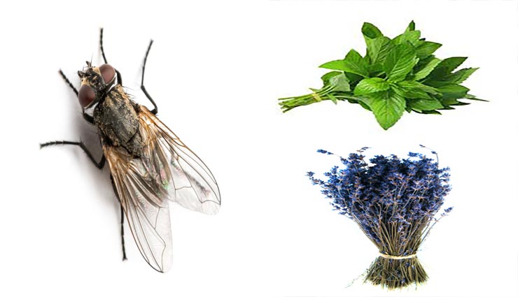 home remedies,remedies to get rid of flies,flies in summers ,घरेलू उपाय, मक्खियों से छुटकारा, गर्मियों में मक्खियों से बचाव 