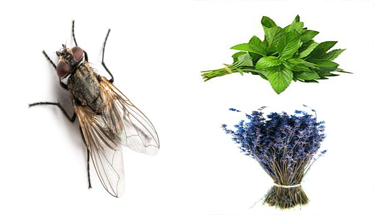 home remedies,remedies to get rid of flies,flies in summers