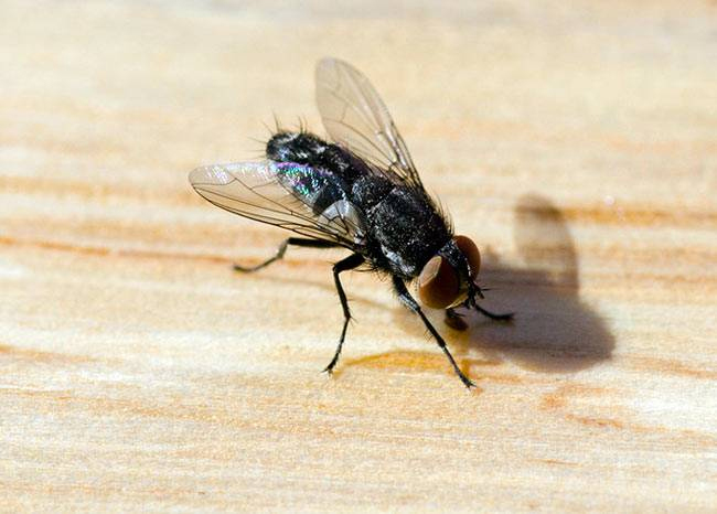 इन घरेलू और कारगर उपायों से मक्खियों को रखें घर से दूर flies away from house,remedies to keep flies,household tips