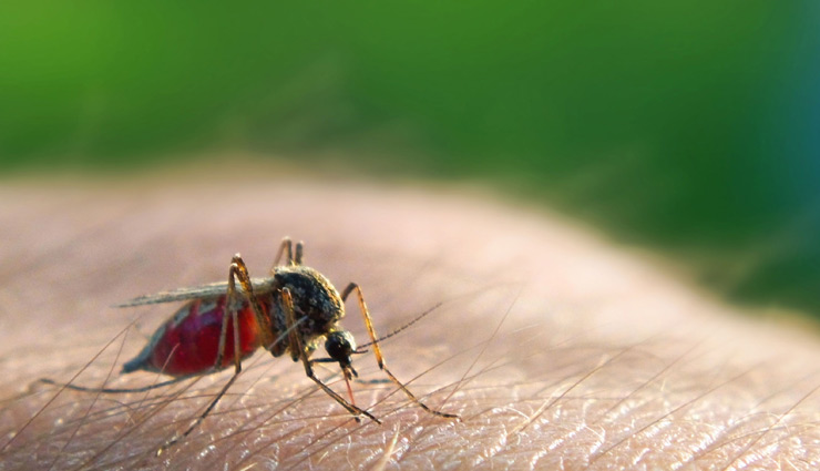 मलेरिया से राहत पाने के लिए करें ये घरेलू उपचार, जल्द मिलने लगेगा फायदा