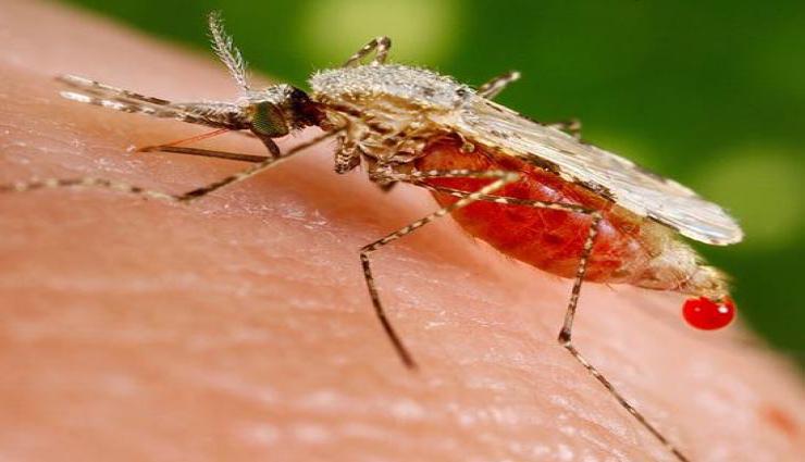 मलेरिया होने पर करें ये घरेलु उपचार होगा फायदा...