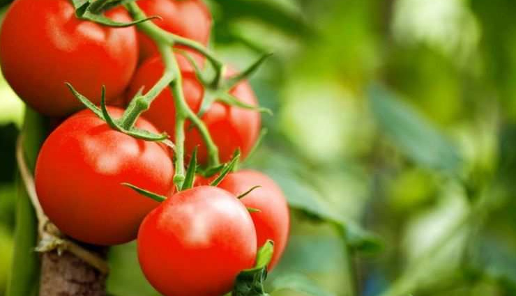 lemon juice and peppermint tea,cucumber toner,camphor and rosewater,peach with almond oil,oily skin,homemade tone,skin care tips,beauty tips