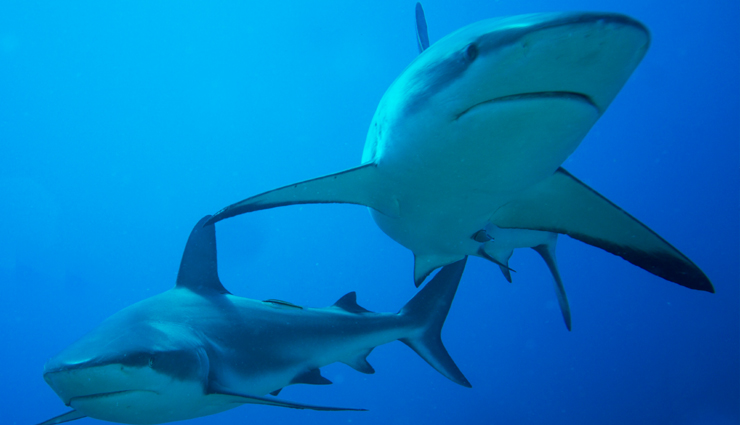 whale sharks,best places to see whale shark,travel,holidays,travel guide,travel tips