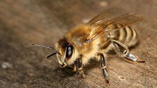 weird species of honey bee,honey bee,rock bee,indian hive bee,dwarf honey bee,european honey bee,indian stingless bee