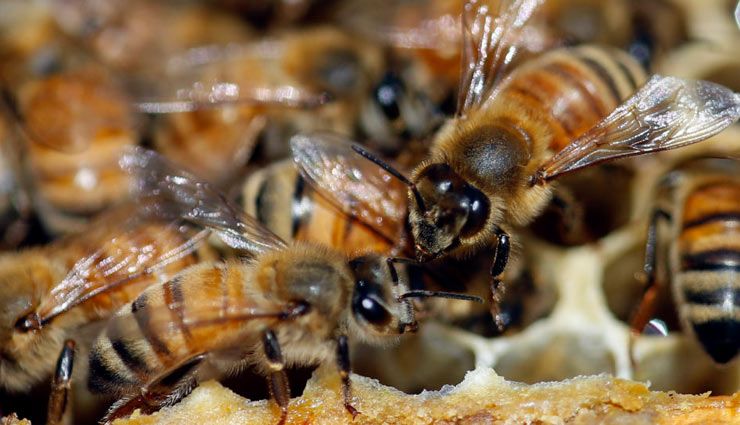 शोध में खुलासा, अपनी नींद की कुर्बानी देकर मादा मधुमक्खियां करती है अंडों की रक्षा