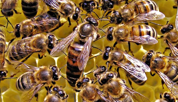 research on bees,honey bees,female honey bees,weird news in hindi ,मधुमक्खियां