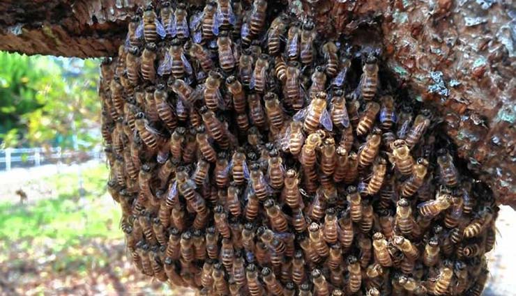 शोध में खुलासा, अपनी नींद की कुर्बानी देकर मादा मधुमक्खियां करती है अंडों की रक्षा research on bees,honey bees,female honey bees,weird news in hindi