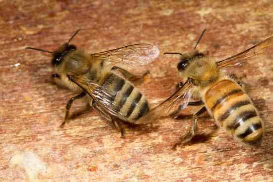 weird species of honey bee,honey bee,rock bee,indian hive bee,dwarf honey bee,european honey bee,indian stingless bee