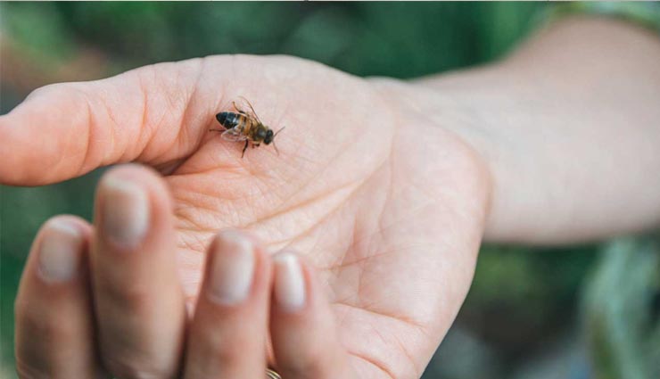 home remedies for bee sting,bee sting remedy,bee sting treatment,bee sting reaction,Health tips,health care tips,healthy living
